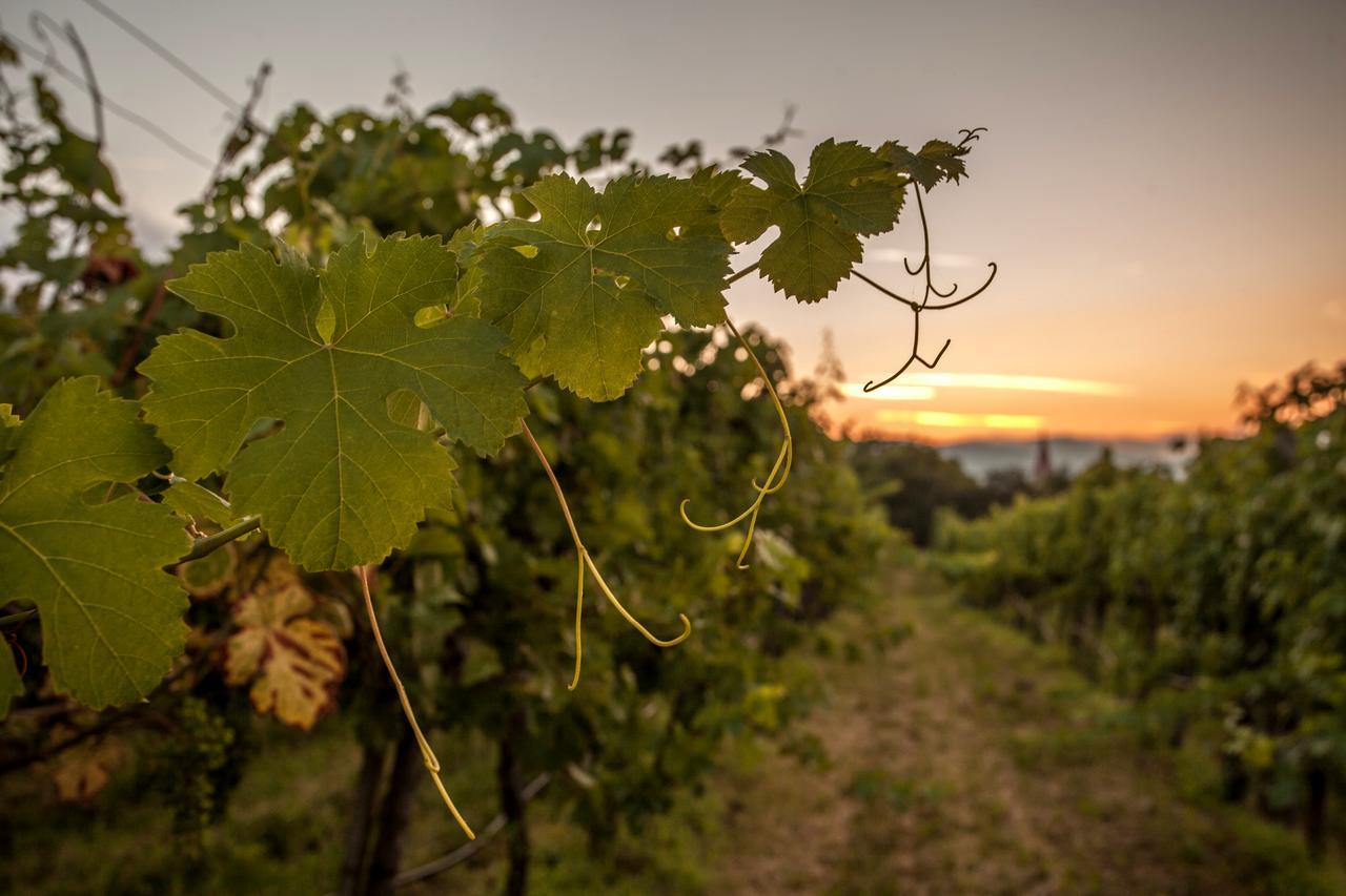Hotel Garni Weinquadrat Weissenkirchen in der Wachau Esterno foto